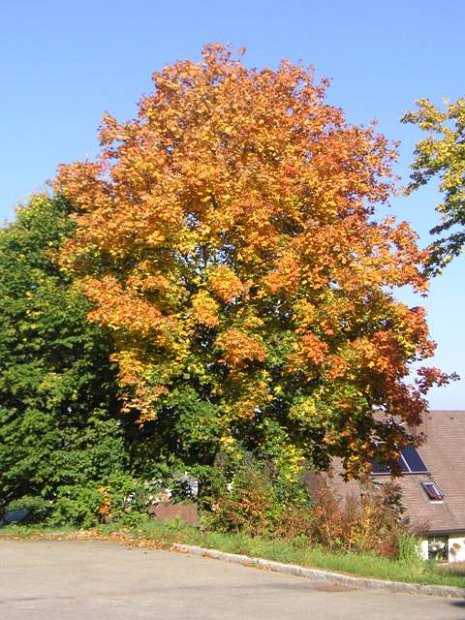 KONICA MINOLTA DIGITAL CAMERA  